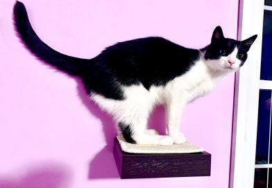 Clyde on a kitty shelf